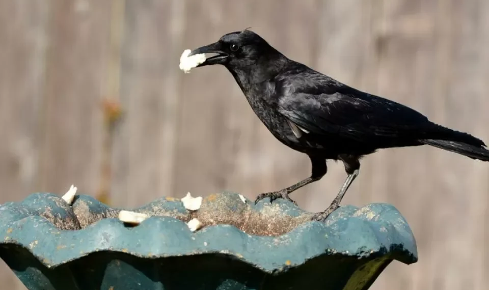 La capacidad que se creía de humanos y la tendría también un animal: de cuál se trata