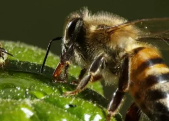 ¡Al detalle!: así son las apariencias reales de los insectos que tenemos cerca a diario