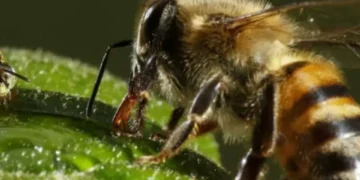 ¡Al detalle!: así son las apariencias reales de los insectos que tenemos cerca a diario