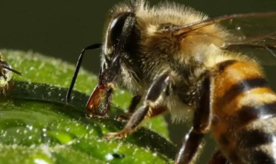 ¡Al detalle!: así son las apariencias reales de los insectos que tenemos cerca a diario