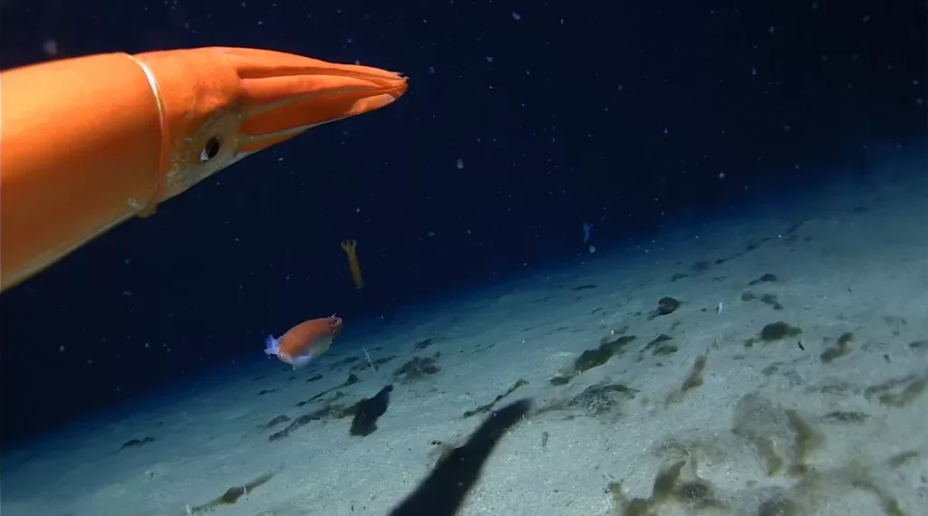 Estranhas lulas são flagradas nas águas congelantes da Antártida; assista