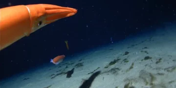 Estranhas lulas são flagradas nas águas congelantes da Antártida; assista