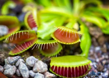 Muy extrañas: ¿Por qué es bueno tener plantas carnívoras en su hogar?