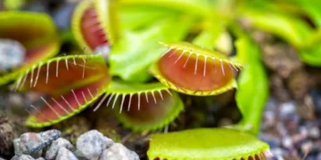 Muy extrañas: ¿Por qué es bueno tener plantas carnívoras en su hogar?
