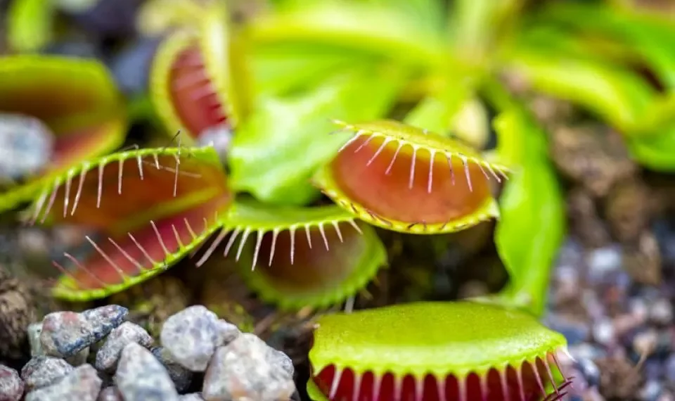 Muy extrañas: ¿Por qué es bueno tener plantas carnívoras en su hogar?