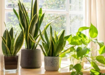 Cuidado: esta es la planta ‘maldita’ que podría traer desequilibrio a su hogar