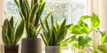 Cuidado: esta es la planta ‘maldita’ que podría traer desequilibrio a su hogar