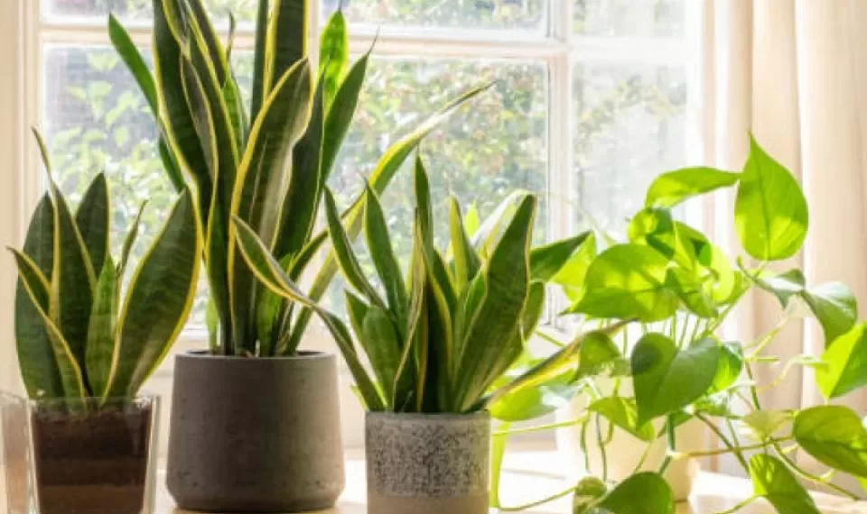 Cuidado: esta es la planta ‘maldita’ que podría traer desequilibrio a su hogar