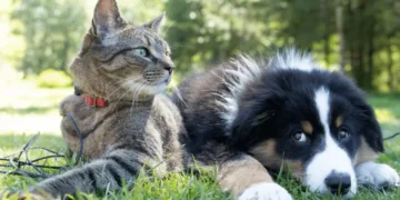 Como emitir o RG para cães e gatos pelo sistema do Governo Federal