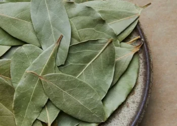 ¿En qué lugar debe colocar más hojas de laurel para alejar cucarachas y atraer suerte?