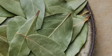 ¿En qué lugar debe colocar más hojas de laurel para alejar cucarachas y atraer suerte?