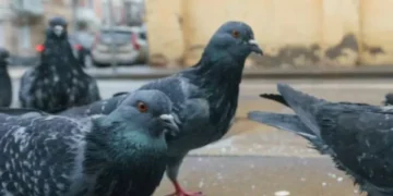 Conozca el ‘top’ 5 de las plagas más grandes que existen