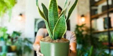 ¿Cuál es el lugar en donde no debe dejar la lengua de suegra en su casa?