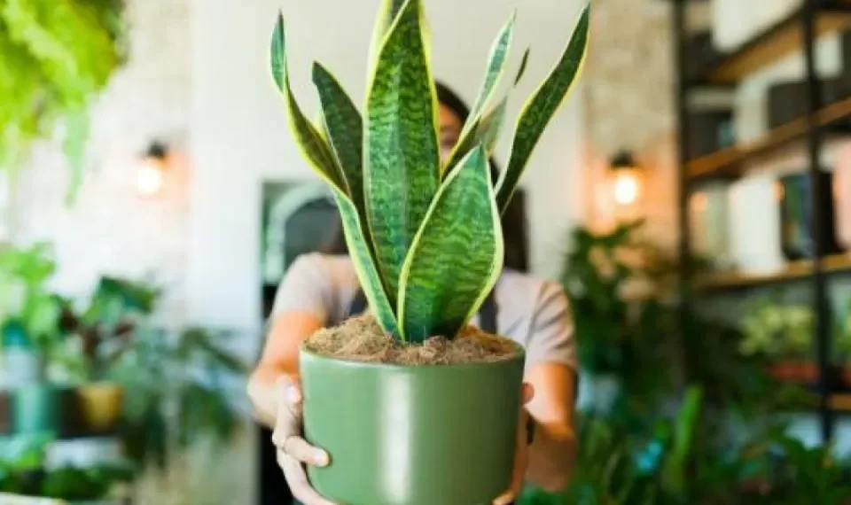 ¿Cuál es el lugar en donde no debe dejar la lengua de suegra en su casa?