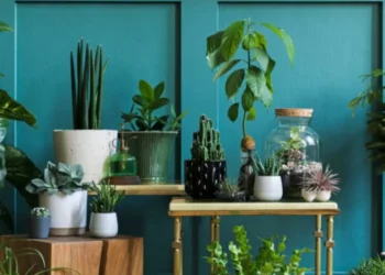 Un árbol ‘enfermo’: la famosa planta que no debe ubicar en el interior de su hogar