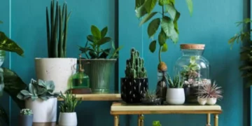 Un árbol ‘enfermo’: la famosa planta que no debe ubicar en el interior de su hogar