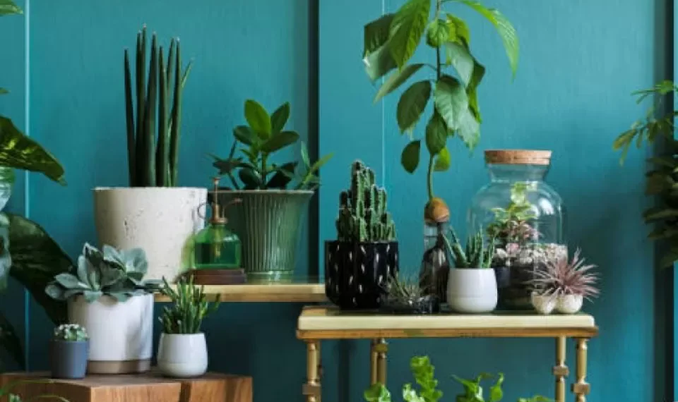 Un árbol ‘enfermo’: la famosa planta que no debe ubicar en el interior de su hogar