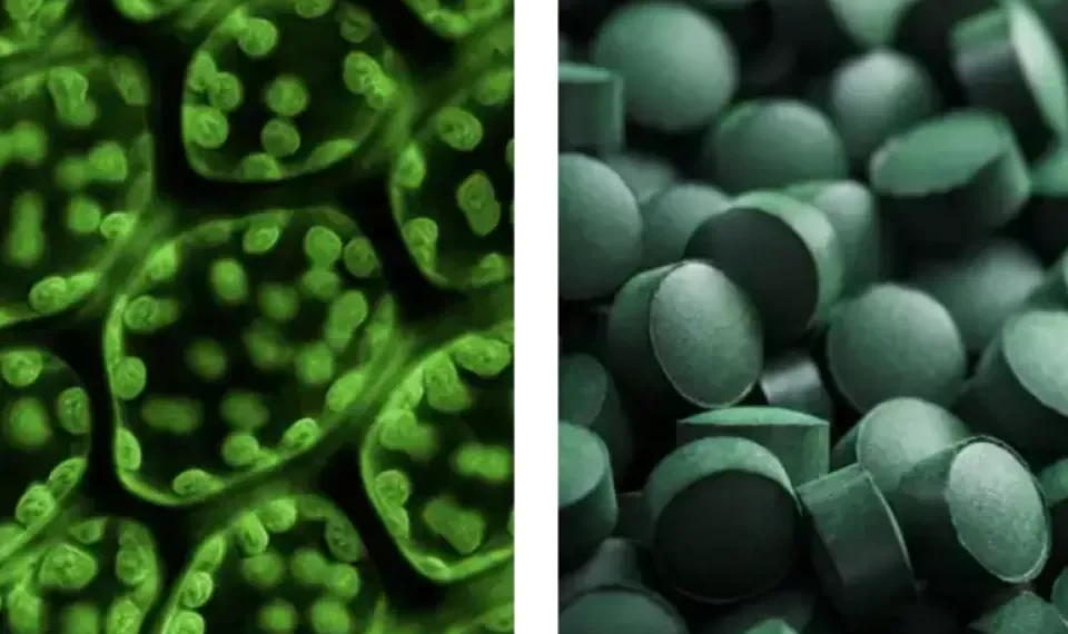 El consumo de clorofila está de moda, pero ¿realmente tiene beneficios?