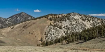 El árbol que tarda 100 años en crecer y tiene impactados a muchos por eso