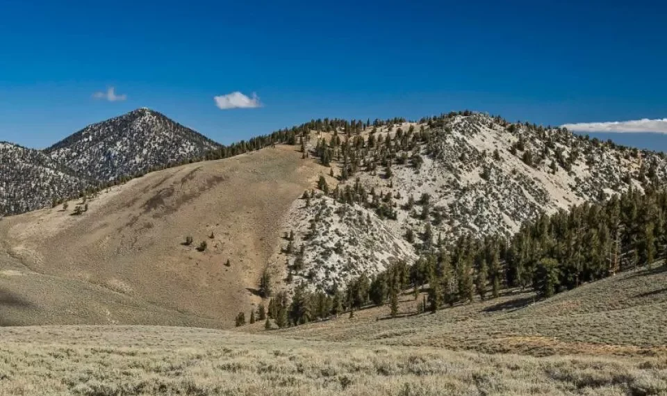 El árbol que tarda 100 años en crecer y tiene impactados a muchos por eso