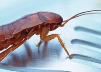 El verdadero significado de soñar con insectos según la ciencia: le explicamos