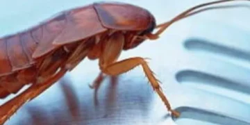 El verdadero significado de soñar con insectos según la ciencia: le explicamos