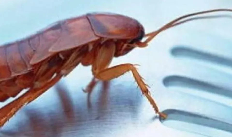 El verdadero significado de soñar con insectos según la ciencia: le explicamos