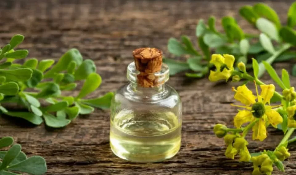 Ritual para Semana Santa 2025: ¿por qué es importante hervir hojas de ruda?