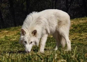 Cientistas “ressuscitam” lobos de “Game of Thrones” em laboratório