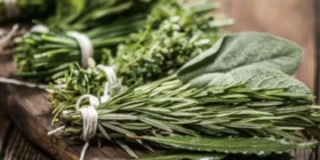 Para prestar atención: las hierbas ideales para combatir el hígado graso