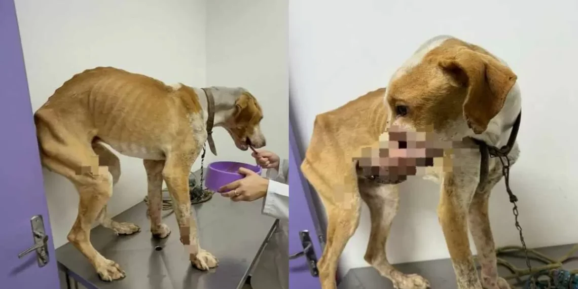 Cão vítima de maus-tratos é encontrado com feridas abertas e extrema magreza em Apiúna