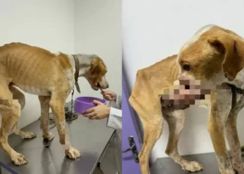 Cão vítima de maus-tratos é encontrado com feridas abertas e extrema magreza em Apiúna