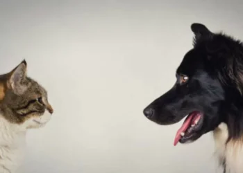 Fin del misterio: por esto los gatos viven más que los perros