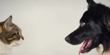 Fin del misterio: por esto los gatos viven más que los perros