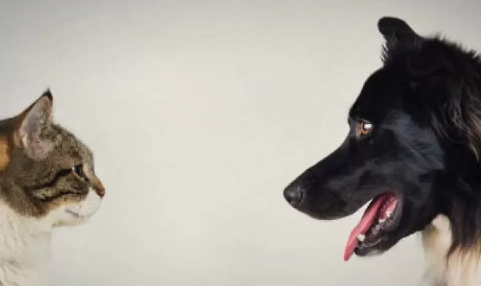 Fin del misterio: por esto los gatos viven más que los perros