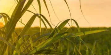 Tome nota: las 3 plagas que más afectan los cultivos colombianos