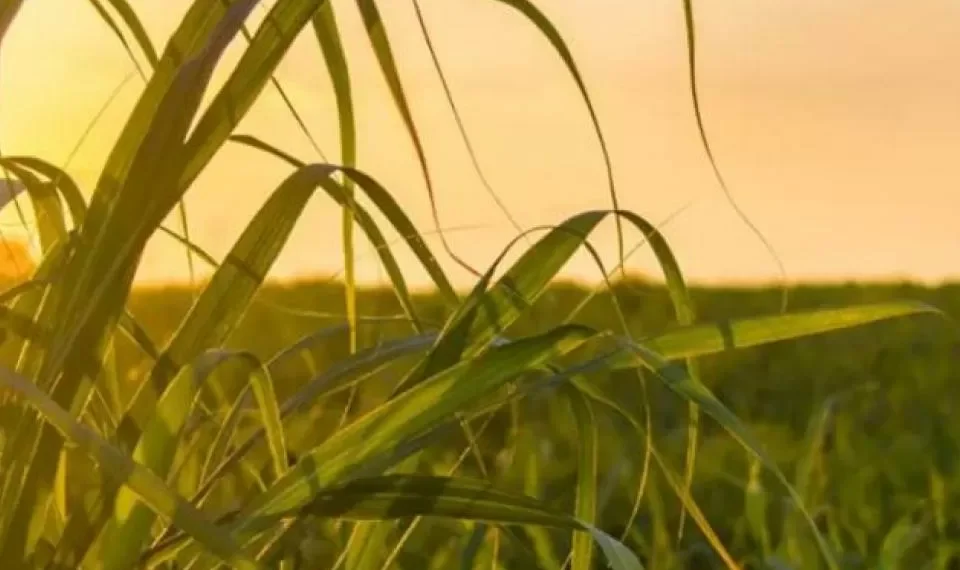 Tome nota: las 3 plagas que más afectan los cultivos colombianos