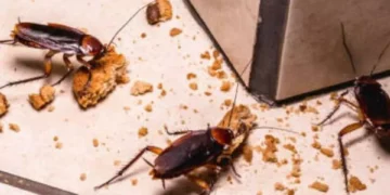 Espántelas de su casa: ¿cuál es el olor que odian las cucarachas?