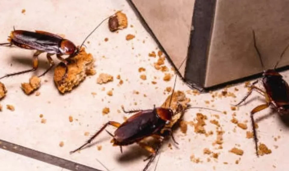 Espántelas de su casa: ¿cuál es el olor que odian las cucarachas?