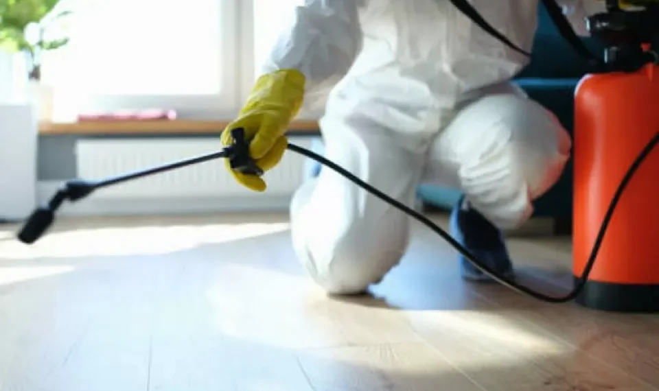 Ni serpiente ni cucaracha: esta es la plaga más peligrosa que puede aparecer en su casa