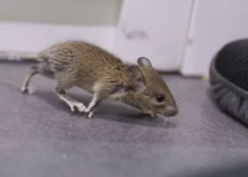 Lo aborrecen: 6 olores que las ratas detestan y que debe tener a mano