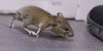 Lo aborrecen: 6 olores que las ratas detestan y que debe tener a mano