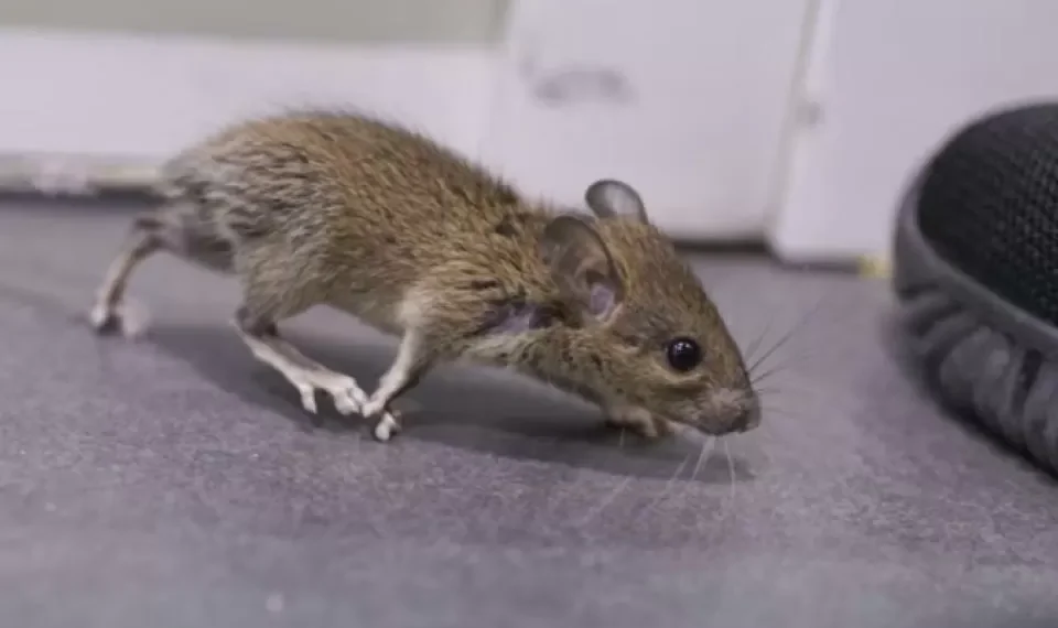 Lo aborrecen: 6 olores que las ratas detestan y que debe tener a mano