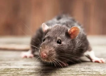 El reconocido ingrediente que seguro tiene en casa y es ‘eficaz’ contra las ratas