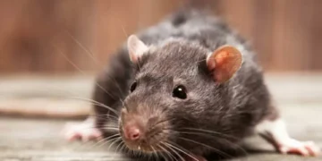 El reconocido ingrediente que seguro tiene en casa y es ‘eficaz’ contra las ratas