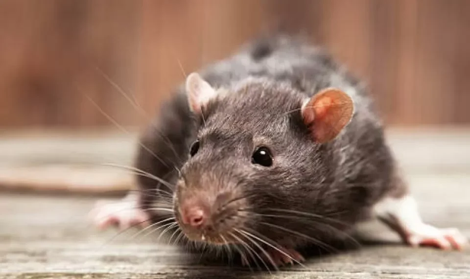 El reconocido ingrediente que seguro tiene en casa y es ‘eficaz’ contra las ratas