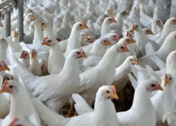 Caso de gripe aviária em granja comercial no RS acende alerta sanitário em Santa Catarina