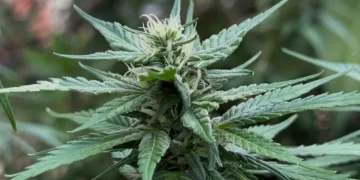 Especialistas propõem dezenas de alterações às regras de uso medicinal da cannabis à Anvisa