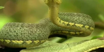 ¿Cómo se previene la exposición a las serpientes? Siga estas recomendaciones