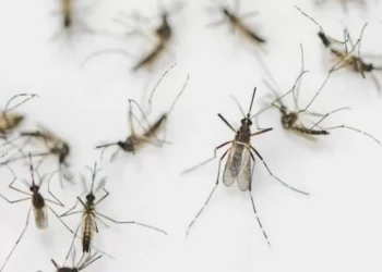 Este es el mosquito más peligroso para todas las personas: ¿cómo reconocerlo?